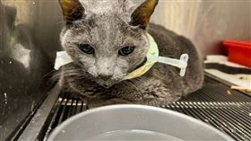 ▲知名貓咖遭前員工揭發「醜陋一面」，虐貓行徑造成許多貓咪因此命喪咖啡廳。（圖／CTWANT／讀者提供）