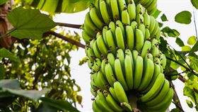 綠色香蕉，青香蕉，香蕉　（示意圖／翻攝自pixabay）