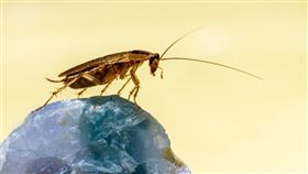 ▲（圖／翻攝自pixabay）