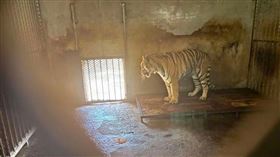 東北虎 https://m.weibo.cn/search?containerid=100103type%3D1%26q%3D東北虎#&video