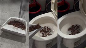 蟑螂多到爆！她用「1物」滅全族　照片曝光網嚇壞：多到可以炒菜（圖／翻攝自「xu_yuting0302」Threads）