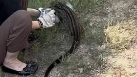 大陸近日有網友發布影片稱，海南省三亞市區街邊疑似出現了1隻國家一級保護動物「小靈貓」。（圖／翻攝自微博）