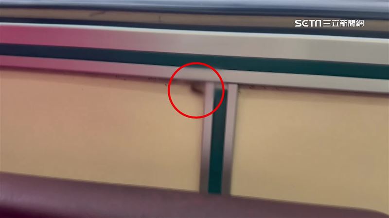 自強號蟑螂大軍狂竄　客還原當下：不敢睡