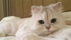 人貓對視超過30秒
