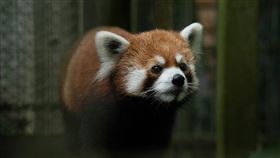 小貓熊「美可」高齡離世 