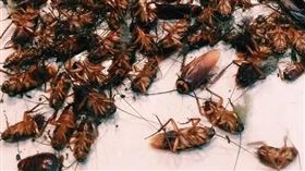 網友激推「一點絕」殺蟑超有效。（圖/翻攝網路）