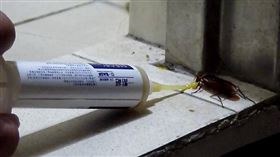 網友激推「一點絕」殺蟑超有效。（圖/翻攝網路）