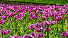 罌粟花,罌粟,毒品,嗎啡,原料（示意圖／翻攝自pixabay）
https://pixabay.com/photos/opium-poppies-flowers-3415643/