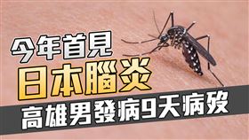 今年首見日本腦炎！高雄男發病９天病歿。（圖／三立新聞網製圖）