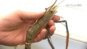 L釣蝦大降價1800