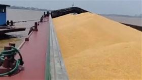 一艘貨船載運1027噸的玉米粒，因自撞而將玉米委託給接駁船轉運。（圖／翻攝自網易新聞）