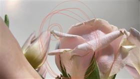 玫瑰,枯萎,復古,新鮮（圖／翻攝自《爆料公社公開版》）