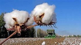 H&M,新疆棉,抵制,新疆棉花,央視,荒謬（圖／翻攝自央視新聞微博）