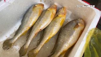 金門瘋釣黃魚　售中國行情佳1尾賣20萬