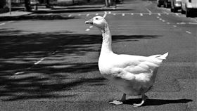  鵝(示意圖)