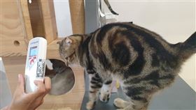 新北市動保處日前接獲民眾通報，板橋某寵物餐廳私自繁殖貓咪及不當飼養，動保員發現店家未申請動物展演，卻利用貓咪與客人互動營業，且販售不明分包裝飼料以及未施打狂犬病疫苗等，將依法裁罰業者11萬元。業者受調查時，也承認有2隻貓咪在飼養期間因病死亡。