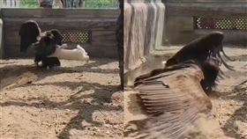 禿鷲竟被兔子欺負。（圖／翻攝自微博）