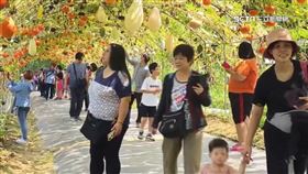 南瓜節繽紛登場！200公尺南瓜隧道擠滿人潮