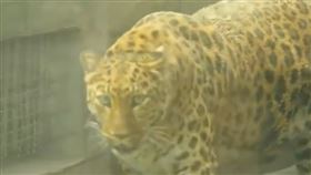 大陸,四川,花豹,動物園
圖 微博