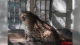 中國四川省的攀枝花公園動物園，有一頭胖胖金錢豹因神似《動物方城市》中「豹警官」而成為動物網紅。（圖／翻攝紅星新聞）
