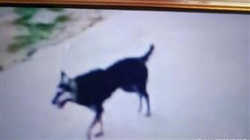 大陸3歲男童，被狗攻擊咬傷，施打狂犬病疫苗18天後死亡(圖／翻攝自微博)