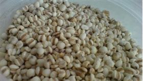 ▲薏仁是小滿養生的建議食材之一。（圖／攝影者Phoebe Lim, Flickr CC License）