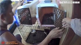 雲林,非法收容場,貓,狗,毛孩,煉獄,虐待動物（圖／翻攝畫面）