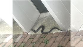 苗栗,豐富車站,眼鏡蛇（圖／翻攝臉書599坐火車慢遊台灣 ）