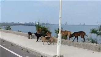 婦遭野狗「水中」攻擊　里長：浪犬達百隻
