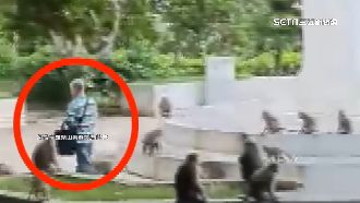 獼猴攻占壽山228紀念碑　山友目擊男餵食