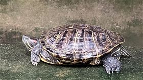 動保處：路上拾獲烏龜勿野放應通報響應世界烏龜日，台北市動保處公布統計1月至今，共救獲130隻烏龜，包含台灣原生種保育類野生動物，若民眾撿到烏龜，可通報1959動物保護專線，由專人判斷烏龜種類及適當野放地點。圖為常見外來種巴西龜。（動保處提供）中央社記者劉建邦傳真 113年5月23日