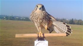 野鳥,量體重,日本,可愛,鳥類生態研究室,屏科大,紅隼

（圖／翻攝自台北駐日經濟文化代表處Ｘ平台）
但他內文寫說「Photo credit: 屏科大鳥類生態研究室 NPUST Bird Ecology La」