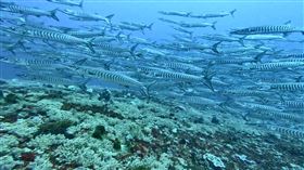 梭魚軍團,墾丁,潛水客,潛水點,觀光