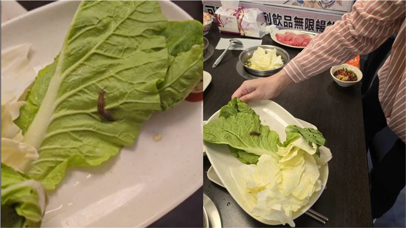 活蛞蝓爬白菜蠕動！源頭找到了　錢都道歉