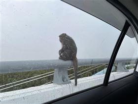 嘉義,東石,獼猴,小黑狗,東石大橋