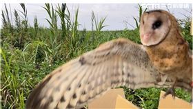 草鴞,小蘋果,野放,鳥網,受困（圖／雲林縣府提供）