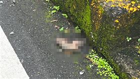 松鼠觸電桿帶電體  基隆安樂區停電基隆市安樂區安一路等路段25日清晨突然停電，經台電巡查後，發現是松鼠碰觸到內寮幹線桿帶電體，造成2條導線斷線。（台電基隆區營業處提供）中央社記者王朝鈺傳真  113年5月25日