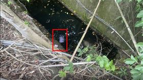 溺斃,台南,東山區,上廁所