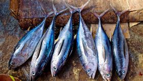 鮪魚（圖／翻攝自Pixabay）