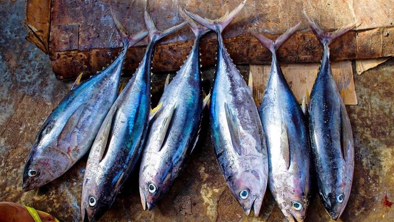 3種魚重金屬含量高！醫：吃多恐加速失智