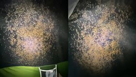 露營聽到帳外下雨聲…手電筒一照驚見「白蟻爬滿帳」！畫面嚇壞910萬人（圖／翻攝自「shmirgle」TikTok）
