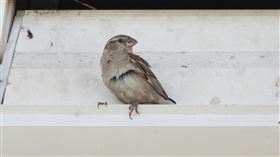 車城福安宮百葉窗發現家麻雀雌鳥外來種家麻雀以往在台灣僅有零星紀錄，屏東鳥會在車城福安宮百葉窗上發現家麻雀雌鳥。（屏東鳥會提供） 中央社記者黃郁菁傳真  113年5月25日