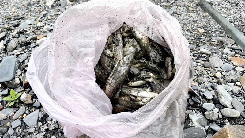 南投罕見溪魚大量暴斃　民擔憂污染源待查