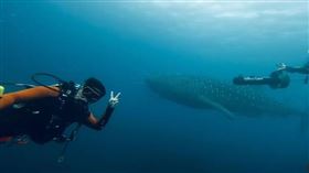 澎湖南方四島海域偶遇「大鯨鯊」！潛水客直呼驚喜　畫面曝光