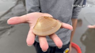 跟手一樣大！近千人下海摸「超大海蛤」