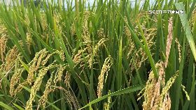 A護稻驅鳥.術1801