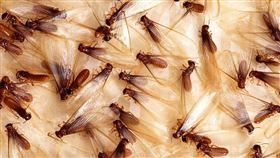 （圖／翻攝自維基百科）飛蟻,白蟻