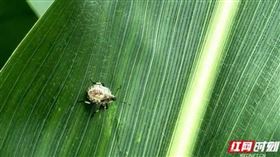 ▲41多億隻益蟲赤眼蜂在胚胎期就把害蟲「吸乾」。（圖／翻攝自紅網時刻）