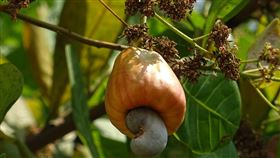 腰果蘋果（cashew apple）https://www.flickr.com/photos/joegoauk73/32013982484/in/photolist-24SWMDS-23T2oMF-25cudZR-24SZp5C-rgFwQ9-8t9HHS-8t9J5W-9QLeyU-rgEEsd-22PZ5uJ-m9YujP-m9Yyok-RBMzF6-QyN9bK-3t92f7-23DvvB