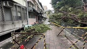 北科大校園樹木傾倒  女學生險遭壓傷幸無大礙台北市28日受鋒面影響下起大雨，國立台北科技大學1棵高約20公尺的樹木傾倒，現場1名女學生險遭壓傷，幸無大礙。（翻攝照片）中央社記者黃麗芸傳真  113年5月28日